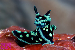 did-you-kno:  sixpenceee:  Nembrotha cristata is a species of colorful sea slug. Its body is covered with green pustules. The rhinophores and gills are black with green edges.   Source