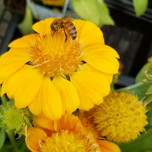 faerieannabelle: i’m officially sick of winter, and ready to go back to summer, flowers, bees, and g