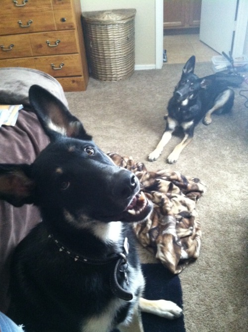 coffeeandspentbrass:    swinglover77 submitted:  I see all those beautiful German shepherds….gotta add mine <3 Big one is Beowulf, the little peanut is his sister Valhalla.