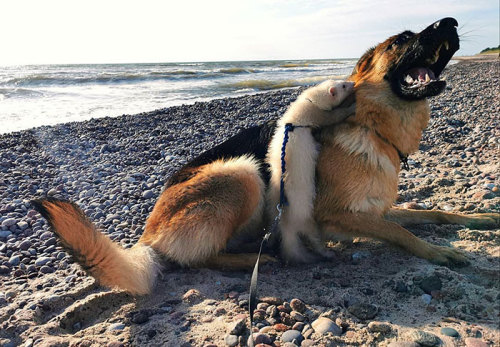 awesome-picz: Meet Nova The German Shepherd And Pacco The Ferret, That Are The Unlikeliest Of Best 