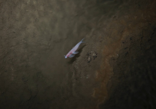 Cave Angelfish Fancam