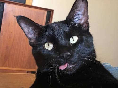 dailyblep:  <——Blep