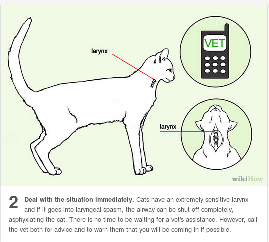 I always see the dog choking info on here, so here’s what to do if a kitty is choking