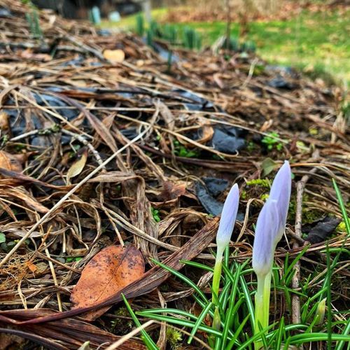 what the hell crocuses (crocii?) my yard is blooming alreadyposted on Instagram - https://ift.tt/3