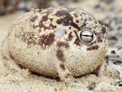 robert-the-redhead-lover: ultra-frog:  gitblog-monster:  tinysaurus-rex:  frogsuggest:  friend of the day!meet handsom roundboy desert rain frog! he lick! he yell! he round! he grump! he squish! he run! gone! goodbye!!!!  And I’ll love him forever 