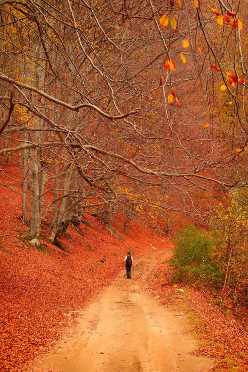 foggynightsandchristmaslights:Autumn forest 4 by mugurelm