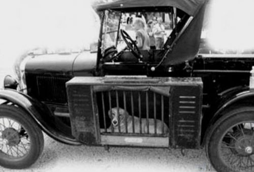 vintageeveryday:Running boards: Traveling in cars with your dogs in the 1930s.