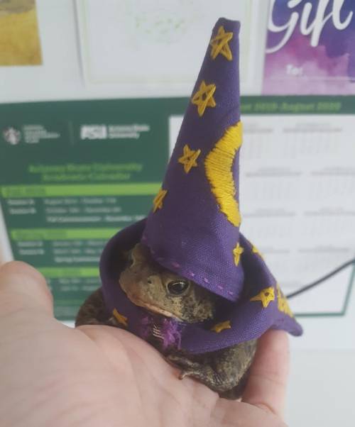 everythingfox:  “my little toad, toadbert, in his wizard halloween costume”(Source)  Hey @noboneslefttosave 