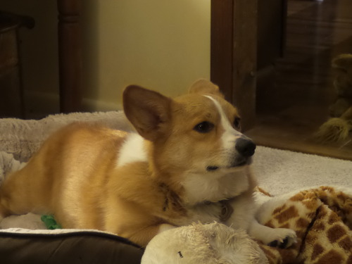 XXX otisthecorgi:Otis got a new bed. He brought photo