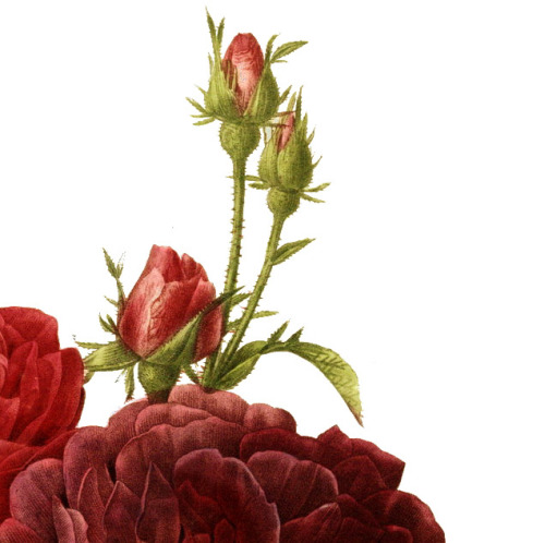 inividia:Les Roses - Rosa gallica purpuro-violacea magna, (detail) 1824. Pierre-Joseph Redouté