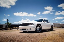 Ford Mustangs