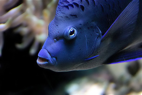 Halfmoon angelfish (Pomacanthus maculosus)The halfmoon angelfish is a marine angelfish. The species 