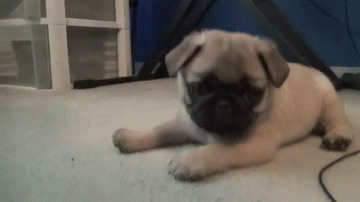 Facts About Pugs