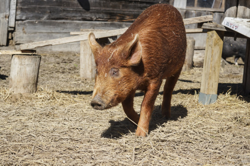 Wishing Well Sanctuary, in Bradford, Ontario, has started having their tour days.  They are trying o