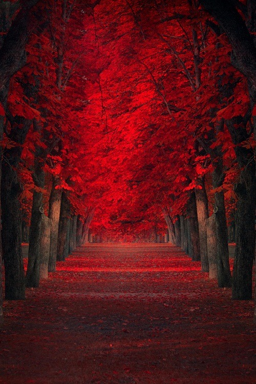 ponderation:  Endless Passion by Ildiko Neer 