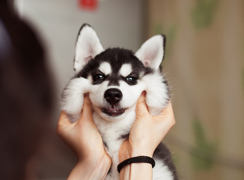 Porn ivy-and-twine:  One of my favorite breeds photos