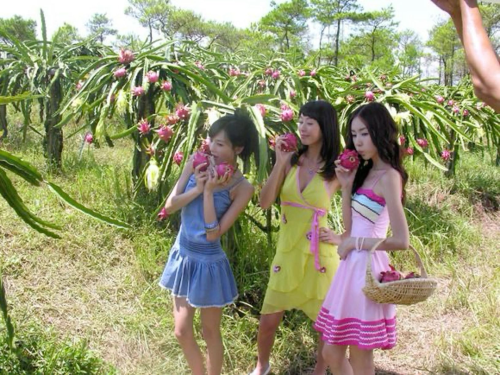 Tropical Summer . .