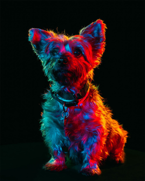 linxspiration:Photographer Captures Psychedelic Dog Portraits That Are Saving Animal Lives
