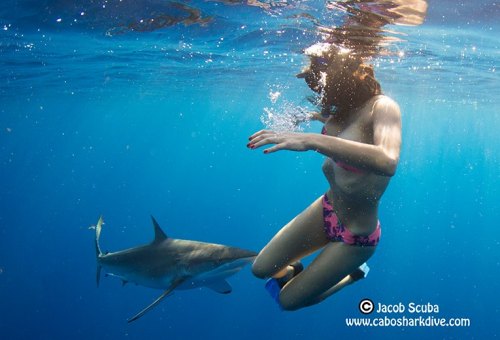 sharkfetish:  CaboSharkDive with Yovana Mendoza Ortiz