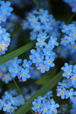 sumisa-lily:Forget-Me-Not