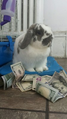 pinkrubberball:  reblog the money bun in the next 20 seconds and good fortune will come your way