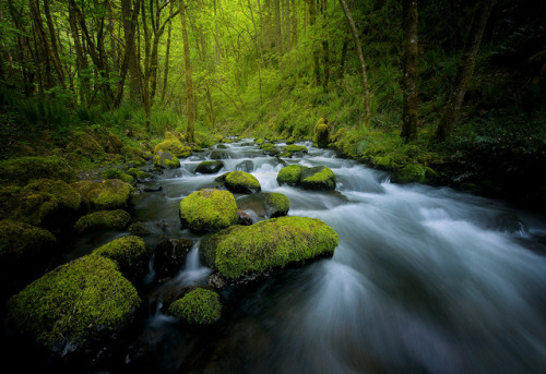 te5seract:Stepping stones &Green PlanetbySapna Reddy Photography