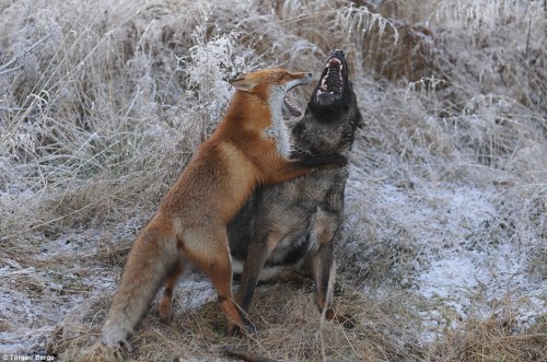 archiemcphee:  Today the Department of Unexpected Interspecies Friendship shows us a real life example of The Fox and the Hound currently taking place in a forest in Norway. Sniffer the wild fox and Tinni the domestic dog first met by chance while Tinni