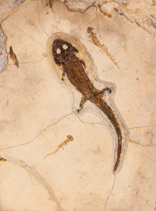 mudwerks: Fossil Amphibian with LarvaeSclerocephalus hauseriPermianOdernheim Pfatz, Germany