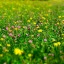 bloomimgflowerboy