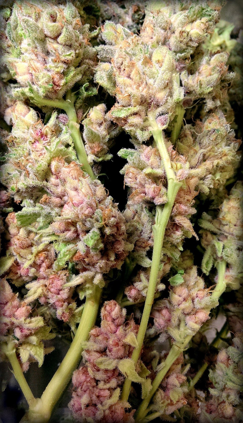 happy-hempcore:  Kool-Aid Kush by FelaraMysticat 