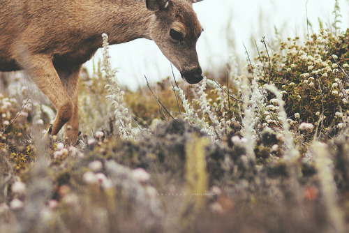 caitlingillam:  Bambi Sighting by Kelven Ng on Flickr. 