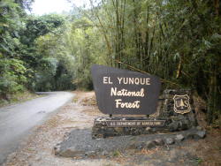 solopuertorro:  Welcome to paradise. El Yunque