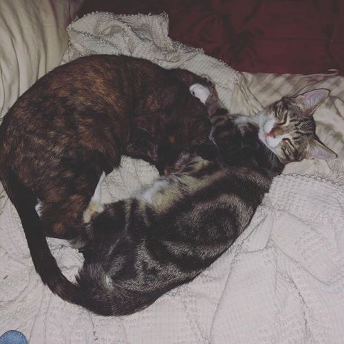 Bonding like this was everything we’d hoped for when we brought home a new friend for Oswin. #cats https://ift.tt/2NsYfN8