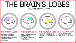 tobeagenius:  The cerebral lobes are divisions of the cerebral cortex, the great big wrinkly grey matter that is commonly recognized as a brain. The grooves and bulges help to divide the cortex into 4 areas called the lobes. Generally, each serving