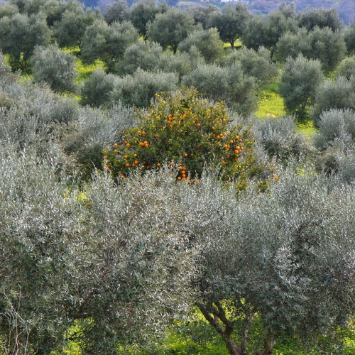 Solitary.Orange tree between Olive trees, Crete 2018.