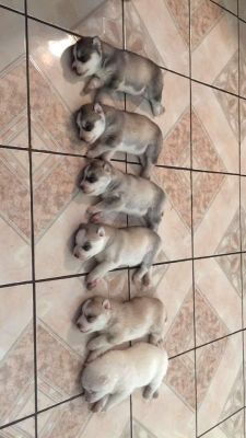 babyanimalgifs:  Mama husky ran out of ink