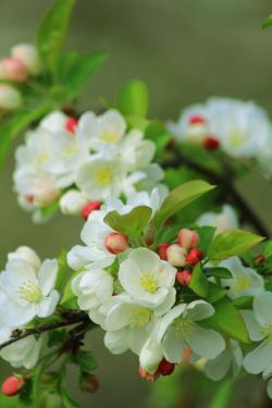 Artemesia-Violette:  Spring Beauty!!! By Jay Sabapathy On Fivehundredpx 