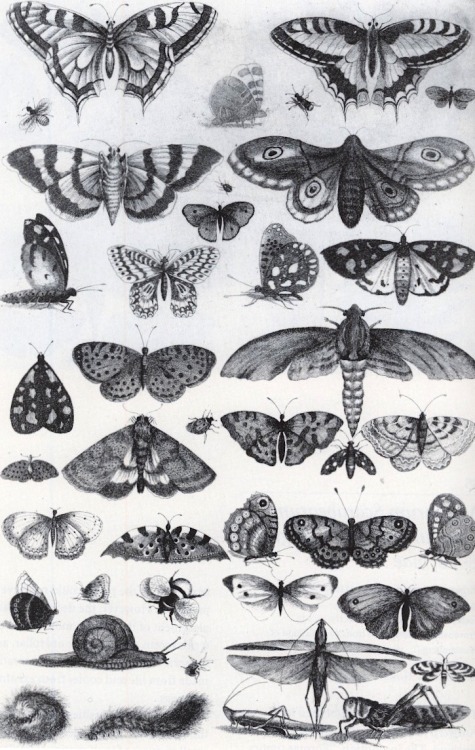 magictransistor:  Wenceslaus Hollar, Forty-One Insects, Moths and Butterflies (Muscarum Scarabeorum), 1646. 