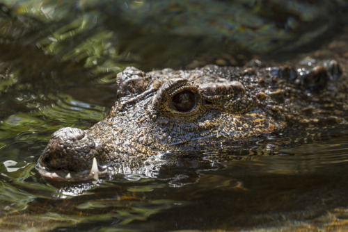 sdzoo: At 5 feet in length, West African dwarf crocodiles are one of the smallest croc species. Thes