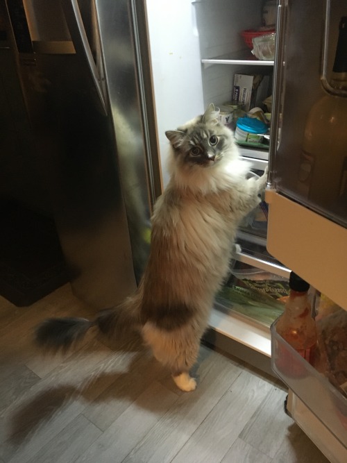 iwouldlovetoeatyourtoast: cat standing on two legs, a series