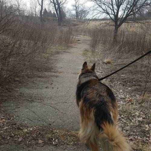 Adventure is out there! #ruca #bushbaby #germanshepard #beaut #adventure #morning