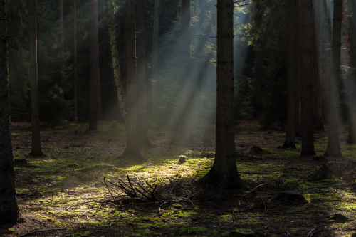 Story of a missing tree by Petr Sýkorainstagram.com/say_ps