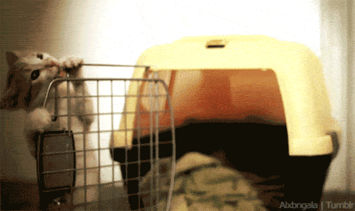 Baby Animal Posts