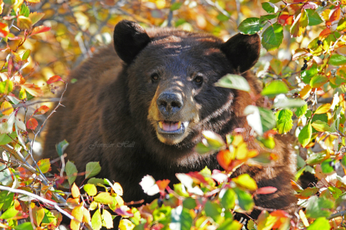 nack-mun:  tulipnight:  Cinnamon-colored Black Bear by Jen Hall  artemispanthar 