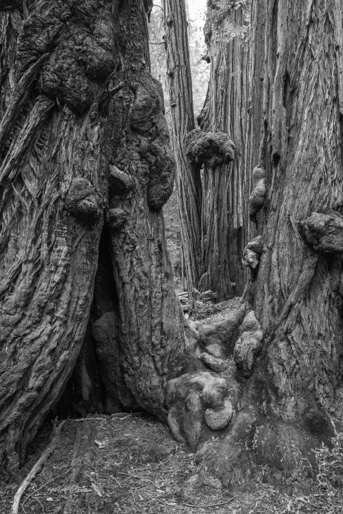 orendarling:Muir Woods, CaliforniaNovember, 2016Oren DarlingFuji X-Pro2, XF 16mm @ f/5.6, 1/9s, ISO 