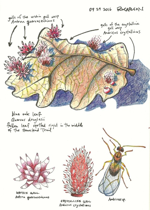 anthropocenesketchbook: Two different types of gall on a blue oak (Quercus douglasii) leaf at Stebbi