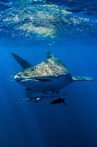 XXX thelovelyseas:  A school of suckerfish, Sharksuckers photo