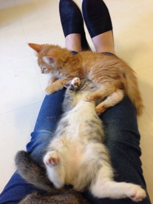 theplaysickkitten: Two years old, but in honor of cute kittens and kitten season, here’s reblo