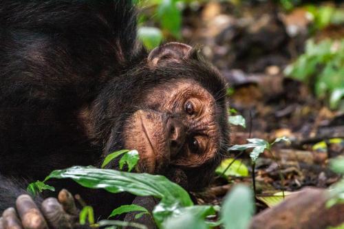 blondebrainpower:  Wild chimpanzee resting