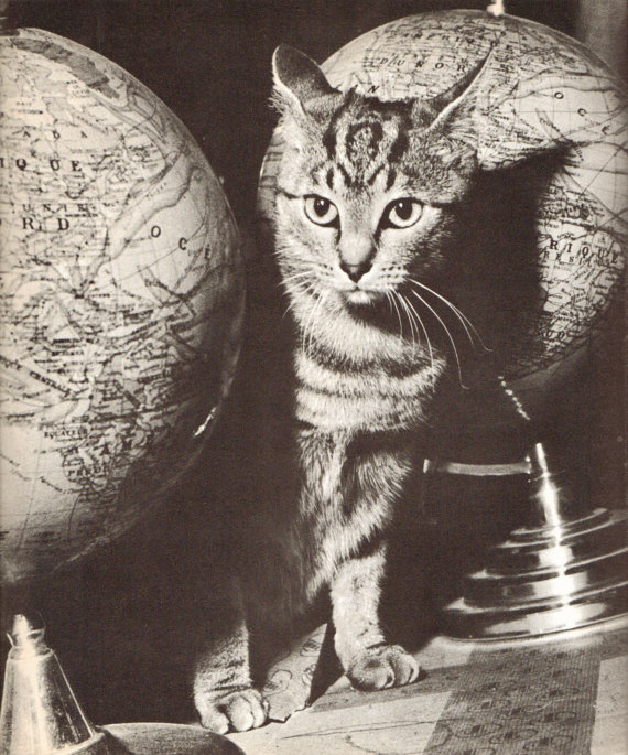 gueule-de-loupviolette:  This Vintage picture was taken from a book of all things